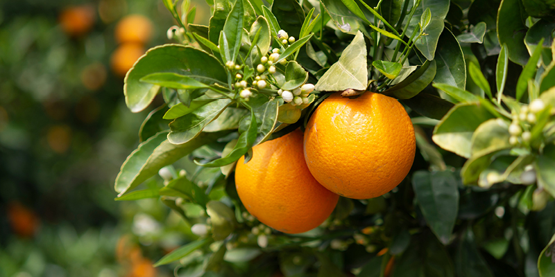 Laranja e outros citros são parte do grande sucesso do agronegócio local, e agora vivem um momento de recuperação depois de enfrentar muitos desafios. - Foto: Divulgação