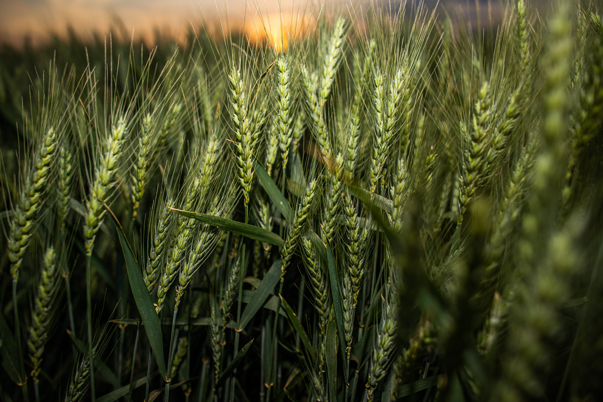 No caso do trigo, os dois países estão entre os maiores produtores mundiais, mas com relevância ainda mais expressiva na oferta de excedentes para transações externas. - Foto: Wenderson Araujo/CNA