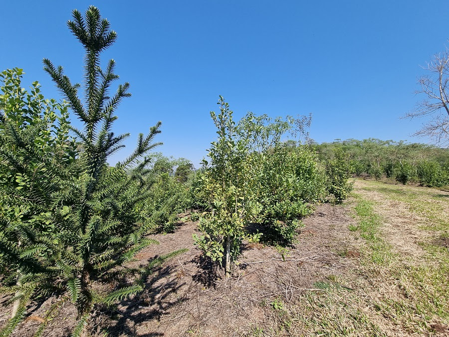 Um dos modelos prevê o consórcio de araucária com erva-mate, como este da imagem. - Foto: Divulgação Embrapa