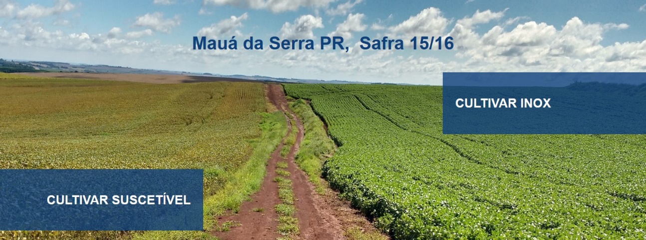 Figura 4. Demonstração da contribuição da resistência genética em cultivar INOX para o controle de ferrugem. Ambas cultivares foram manejadas com o mesmo programa de fungicida. Como a pressão de ferrugem foi elevada, houve amarelecimento e desfolha precoce na cultivar suscetível enquanto a cultivar INOX manteve o vigor vegetativo. Crédito: Rogério Medeiros (TMG)