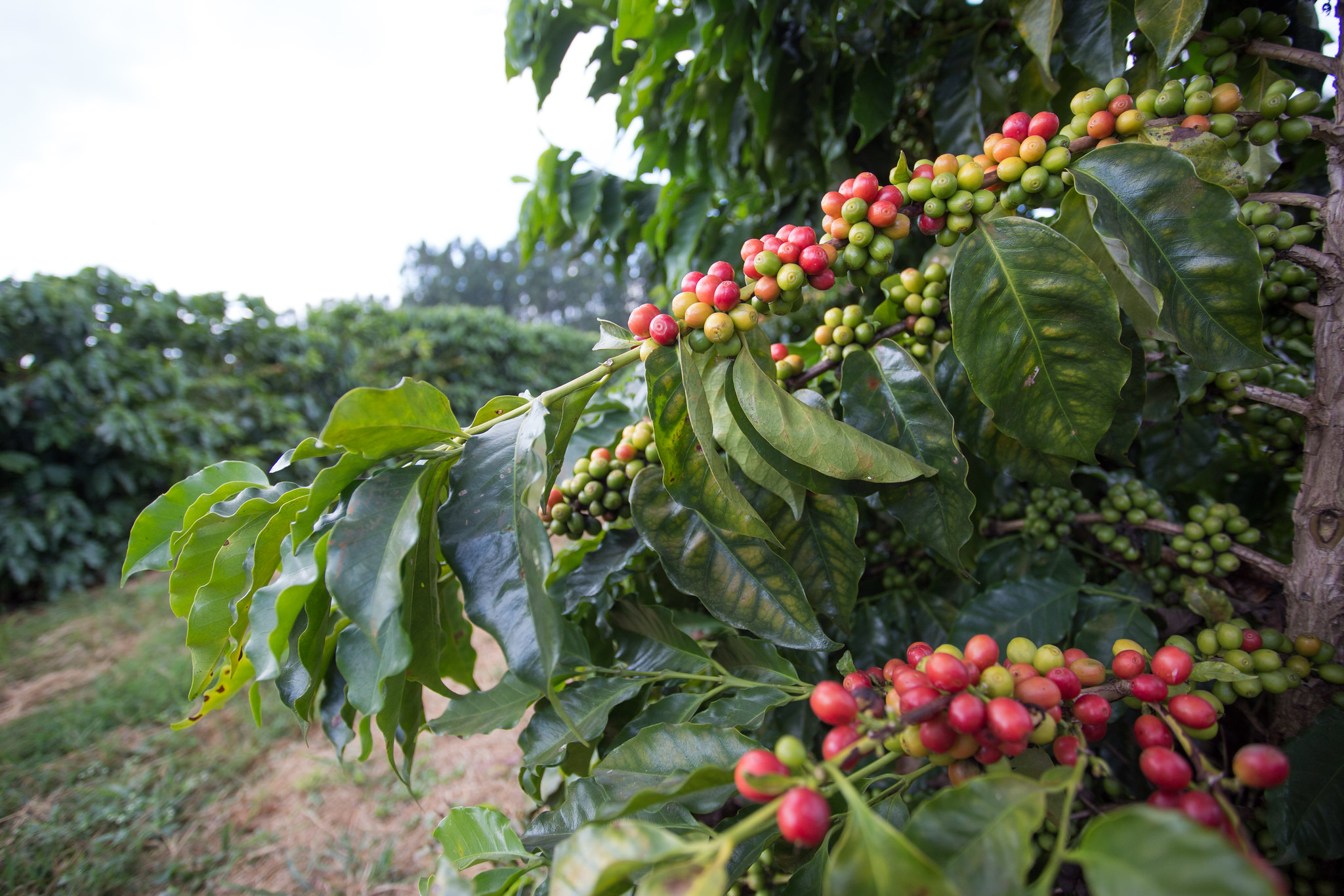 Janeiro começou com grandes volumes de chuva nas principais regiões produtoras de café do Brasil; Foto: Wenderson Araujo/CNA