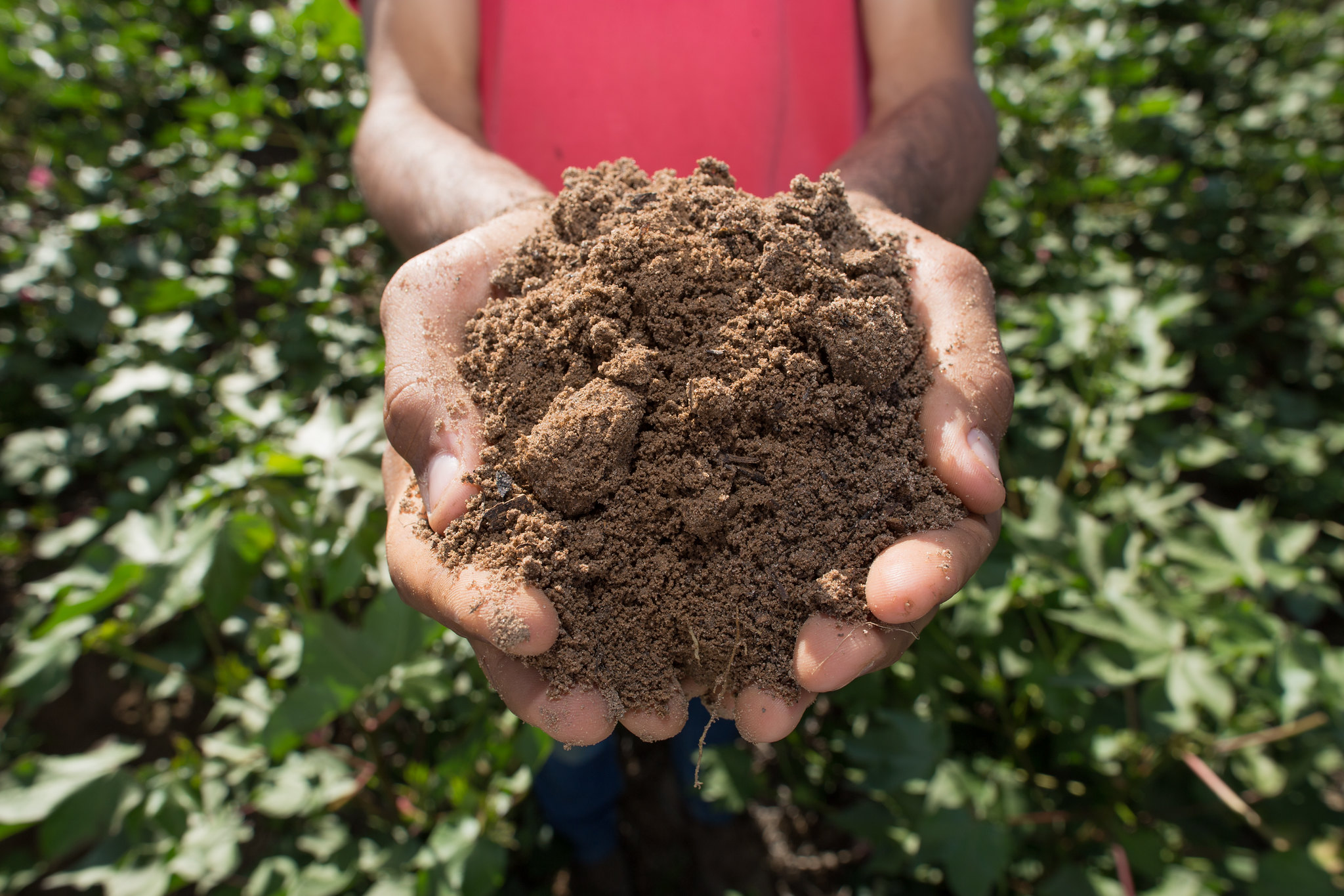 Projeto do IDR-Paraná, em andamento desde 1986, foi incorporado à Rede de AgroPesquisa em 2017. Iniciativa é uma das poucas em território nacional com coleta de longo tempo. - Foto: Wenderson Araujo/CNA