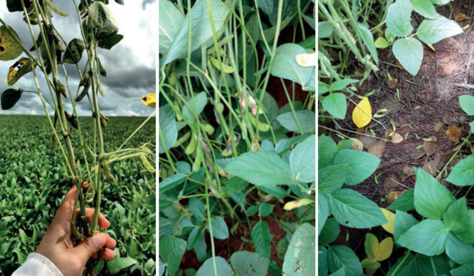 Episódios chamam a atenção pelas características das áreas, com bons históricos agronômicos, conduzidas por sojicultores experientes e assistidas por profissionais competentes