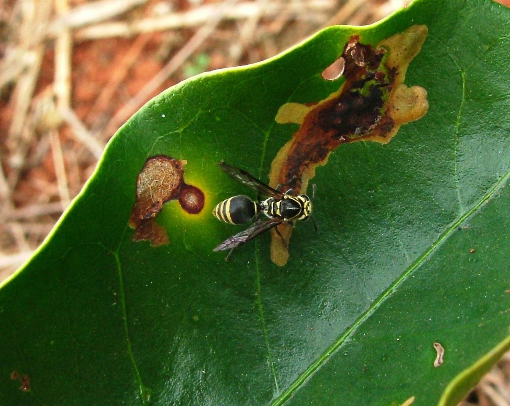 Vespa predadora, Protonectarina sylverae, procurando por
lagarta de bicho-mineiro na lesão.&nbsp; &nbsp;&nbsp;