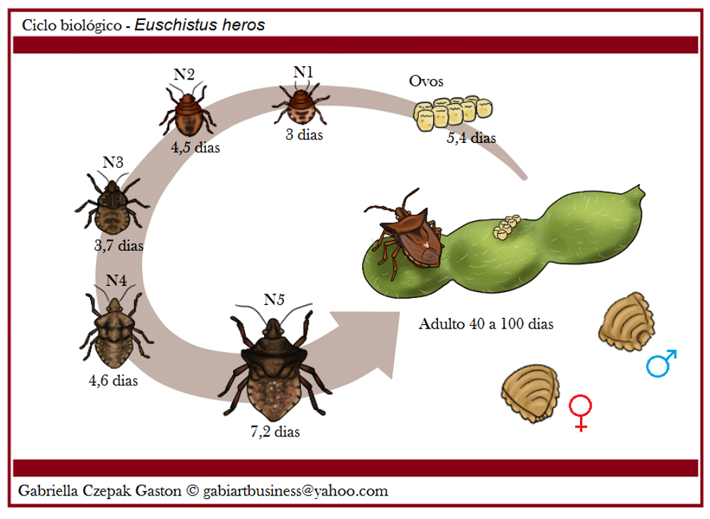 Figura 6 – Ciclo biologico do percevejo marrom Euschistus heros