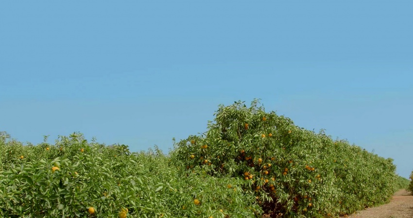 Fundecitrus, em parceria com a Embrapa e o Centro de Citricultura Sylvio Moreira, está avaliando o potencial de porta-enxertos ananicantes em plantios adensados de laranja. - Foto: Divulgação Fundecitrus