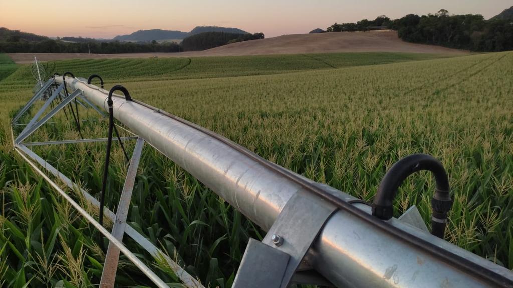 Enquanto o Rio Grande do Sul calcula bilhões de reais em prejuízos na atual safra, agricultor que investiu em pivô teve colheita superior 253 sacas de milho por ha e ainda teve ganhos com a economia de energia elétrica. - Foto: Divulgação