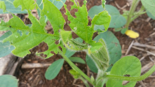 Unprecedented and large-scale natural hybridization began with the arrival of Helicoverpa armigera in South America