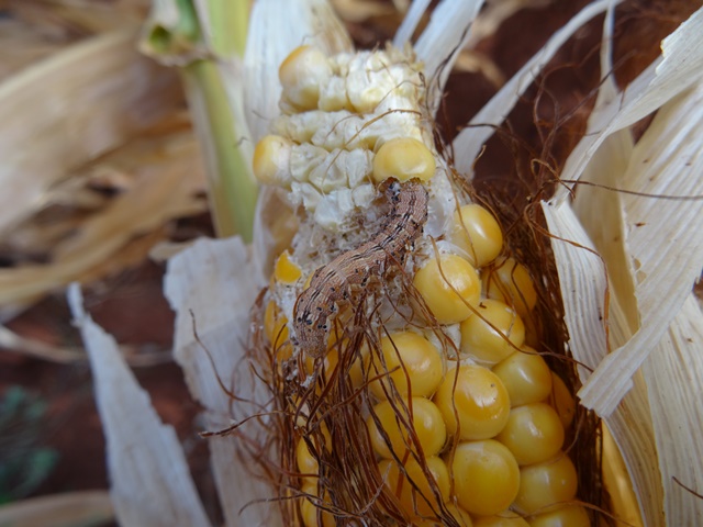 Helicoverpa zea and Helicoverpa armigera are two morphologically similar species