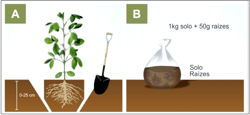 Figura 2 – Esquema simples de coleta de solo e raízes para análise.