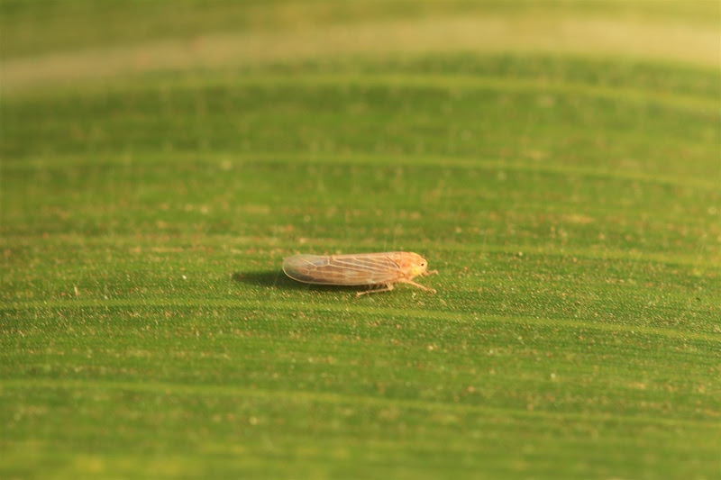 Cigarrinha: uma das principais pragas do milho desde as últimas safras. - Foto: Divulgação