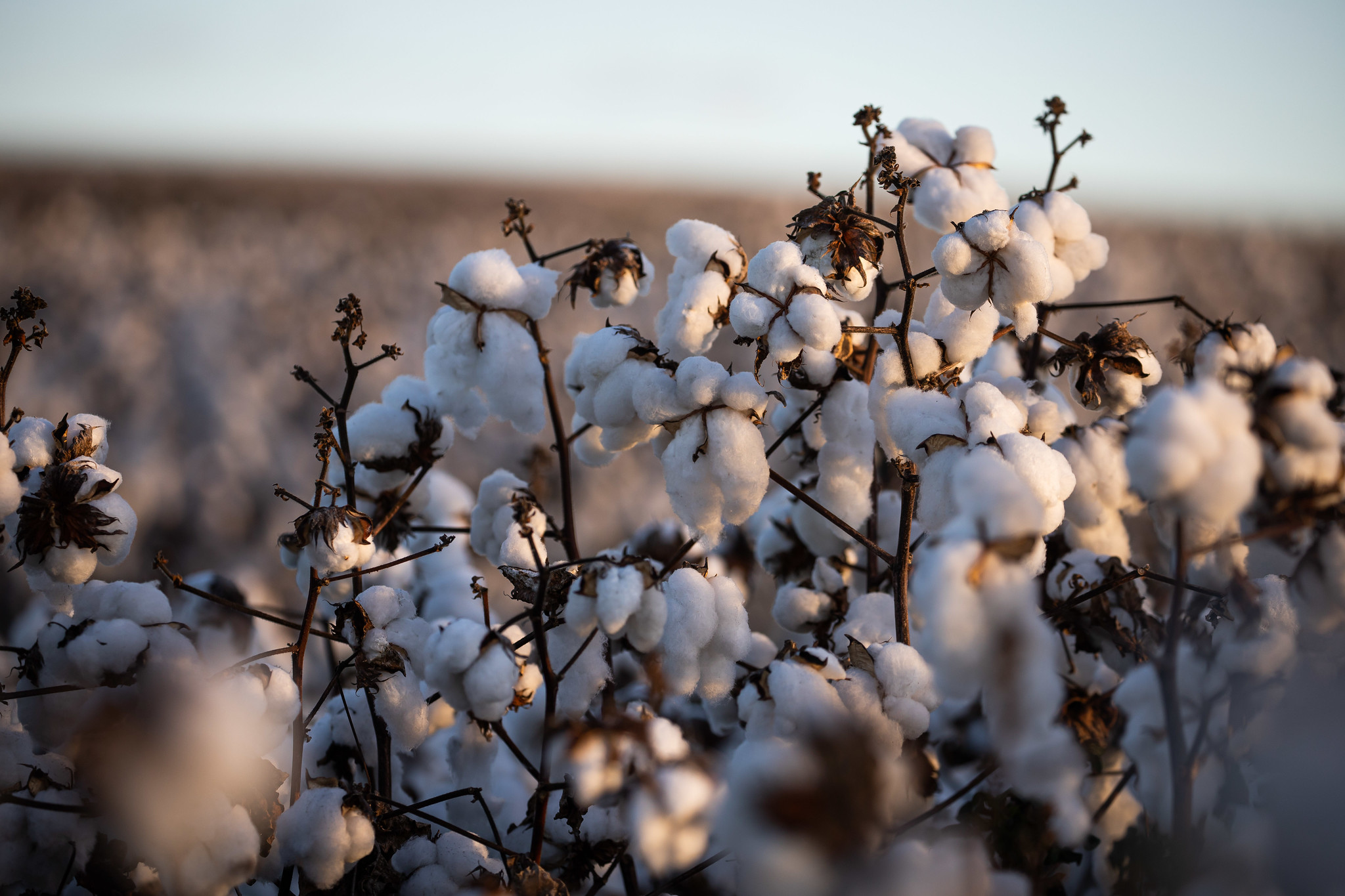 Considerado a principal praga dos algodoeiros nas Américas, o bicudo pode reduzir em até 70% da produtividade da pluma; Foto: Wenderson Araujo/CNA