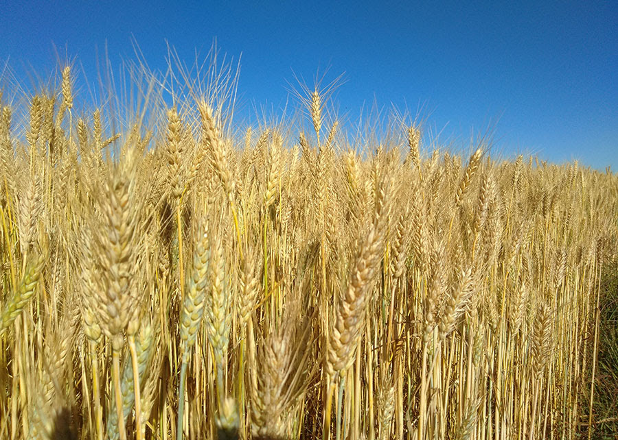 Os cientistas observaram que durante o ciclo produtivo, o trigo absorveu dióxido de carbono, neutralizando as emissões dos períodos de pousio