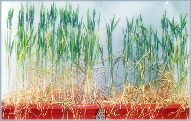 À esquerda, trigo HB4 e à direita, trigo convencional, submetido ao mesmo índice de estresse hídrico. Crédito para: Bioceres Crop Solutions