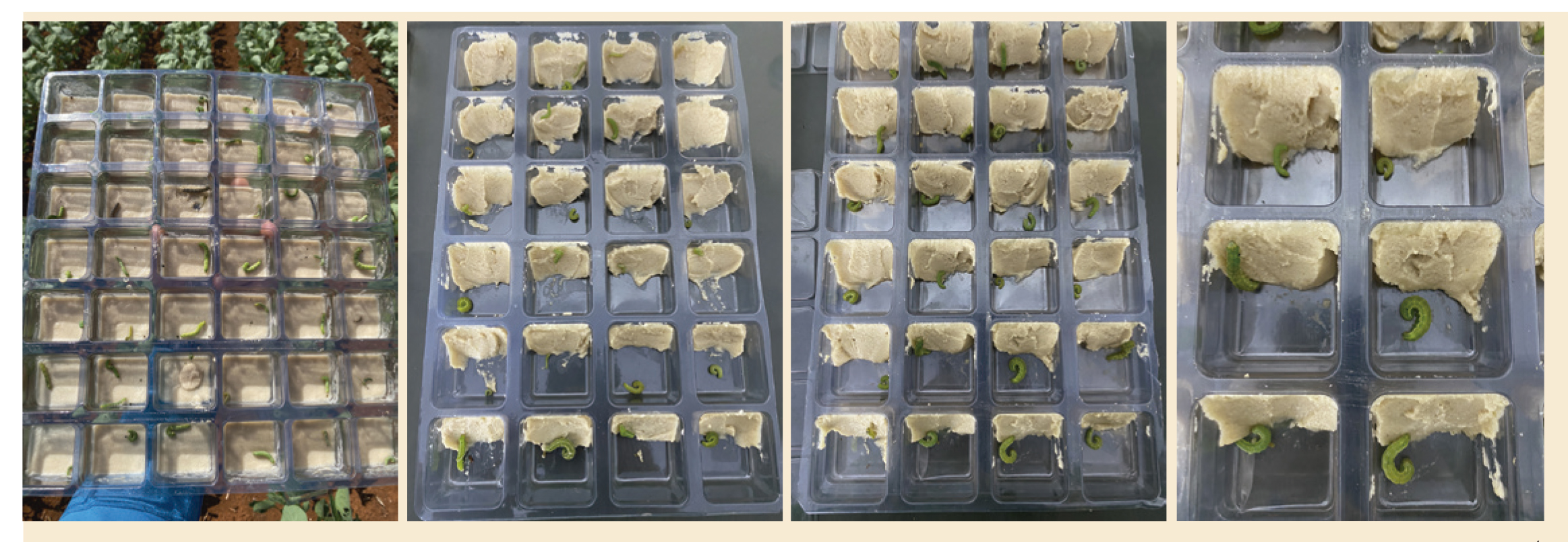 Exemplares da lagarta foram coletados e mantidos no laboratório da MRE Agropesquisa; no dia seguinte, 30 lagartas foram colocadas em tubos falcon contendo álcool 96%