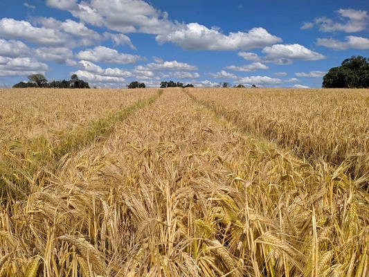 Com uma área de 37.500 hectares de cultivo e uma produtividade estimada em 3.237 kg/ha, o RS deve produzir 121.236 toneladas, o que deve gerar uma supersafra de cevada; Foto: Divulgação Emater