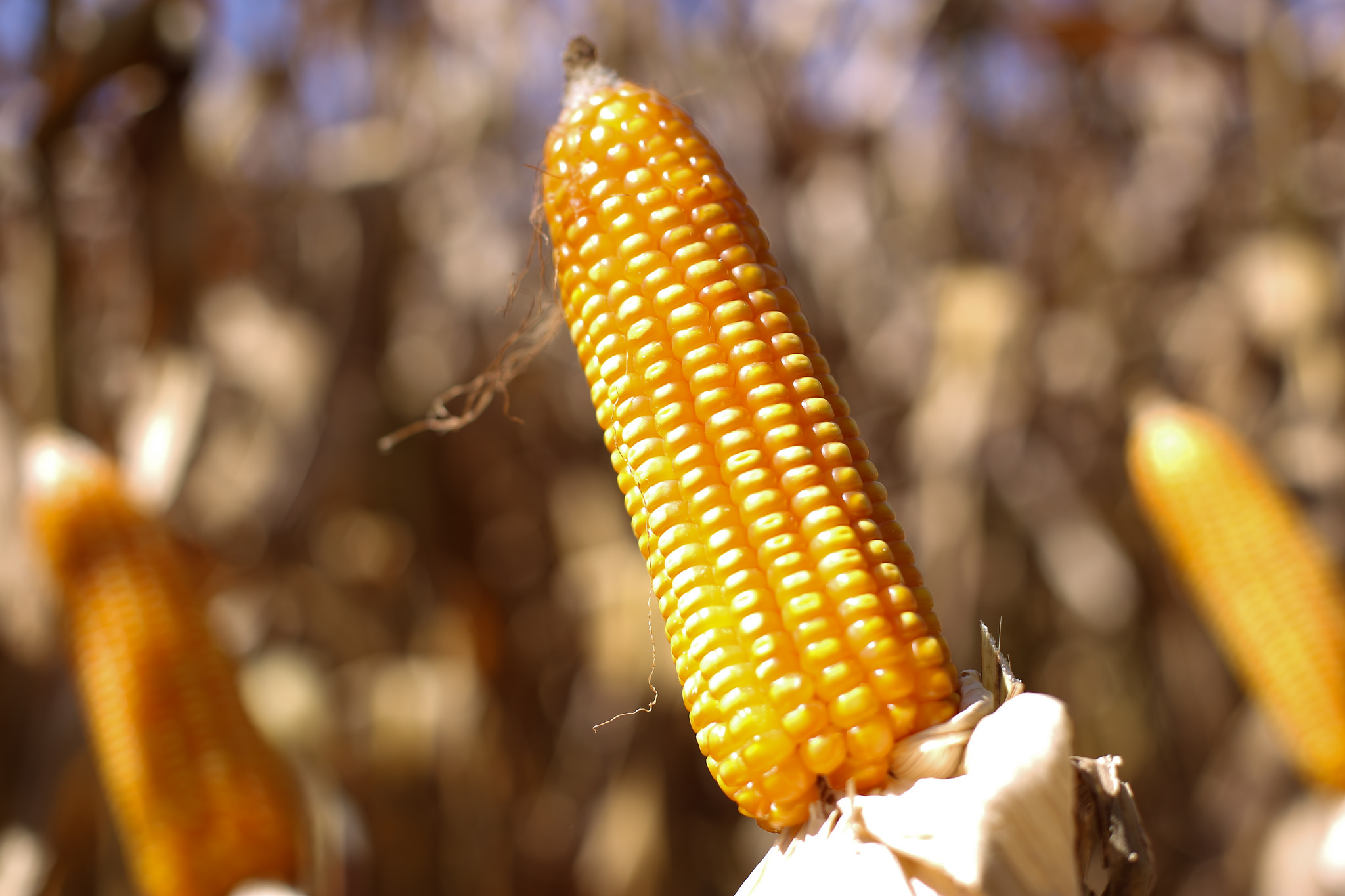 Ao todo foram exportadas 6,41 milhões de toneladas do cereal; Foto: Wenderson Araujo/CNA