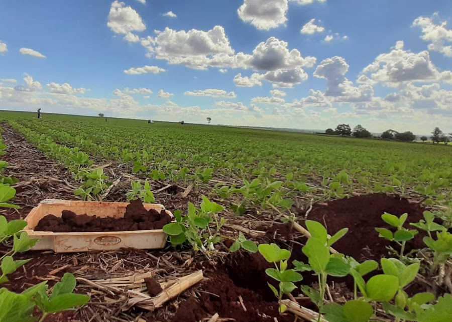 O método permite diagnosticar a qualidade do manejo e a fertilidade do solo para identificar fatores que limitam a produtividade, a estabilidade de produção e a lucratividade. - Foto: Esmael Lopes dos Santos