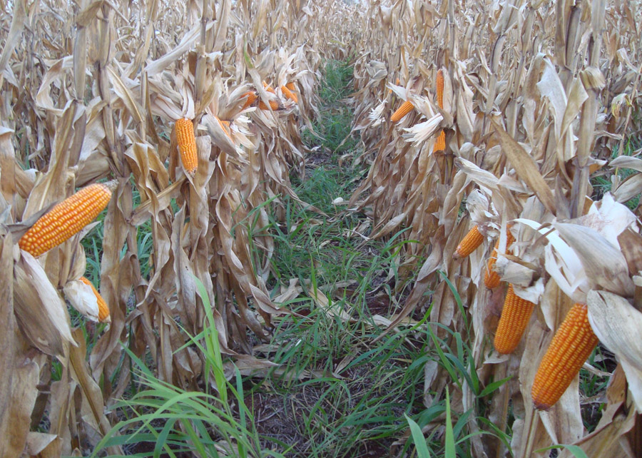 O uso do inoculante contribuiu para a redução das perdas de produtividade do milho causadas pela competição da forrageira. - Foto: Gessí Ceccon