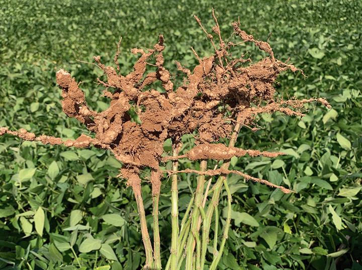 Estudo mostra ainda que em área potencial tratada (PAT), as aplicações para controle de nematoides avançaram de 1,5 milhão para 21 milhões de hectares; Foto: Divulgação Cultivar