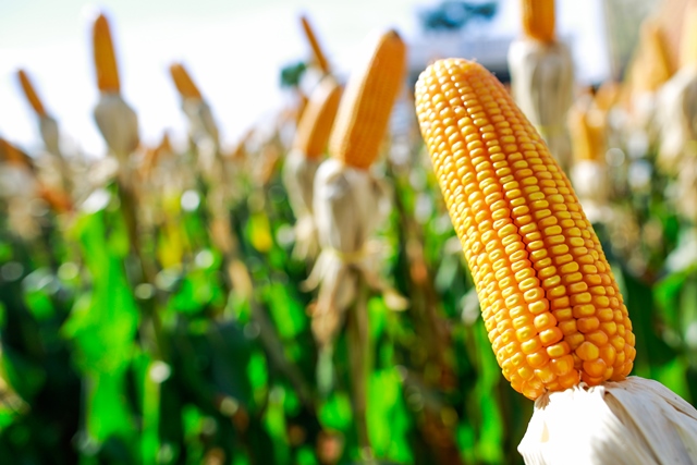 As maiores restrições hídricas ocorreram no oeste da Bahia, no norte e noroeste de Minas Gerais e em Goiás, além do sudeste de Mato Grosso, do leste de Mato Grosso do Sul e do noroeste de São Paulo. - Foto: Wenderson Araujo/CNA