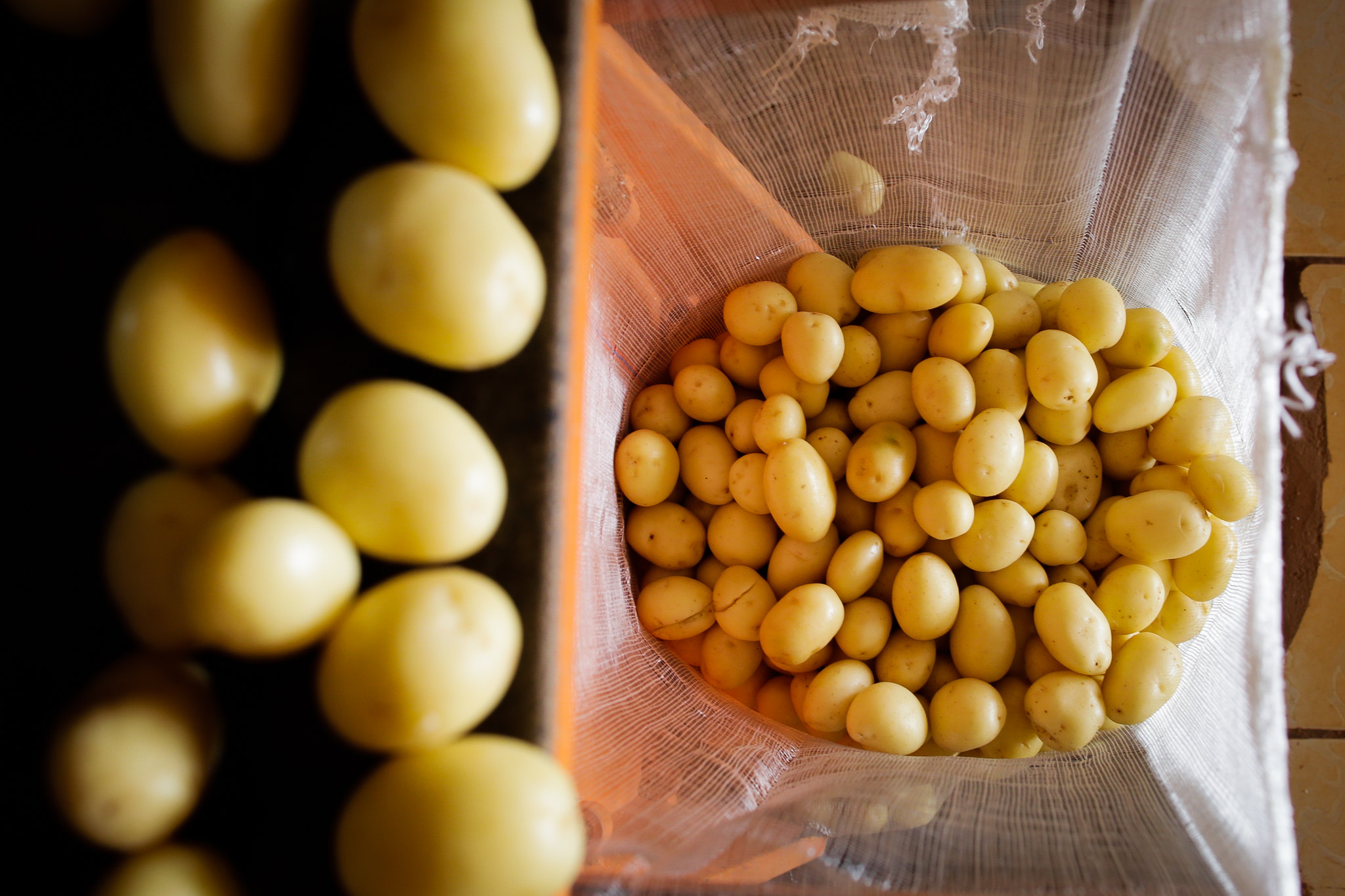 Enquanto o tubérculo registrou queda nos preços, a cebola seguiu com preços altos em todas as Ceasas avaliadas pela Conab no mês de dezembro. - Foto: Wenderson Araujo/CNA