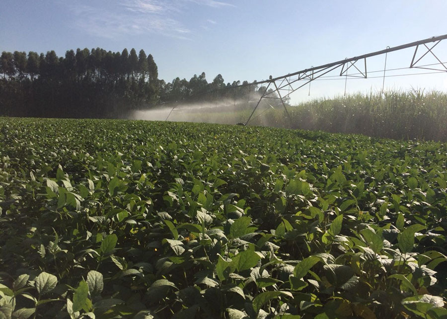 O uso de menor quantidade de água acaba por favorecer também a redução dos custos energéticos do sistema de irrigação. - Foto: Divulgação