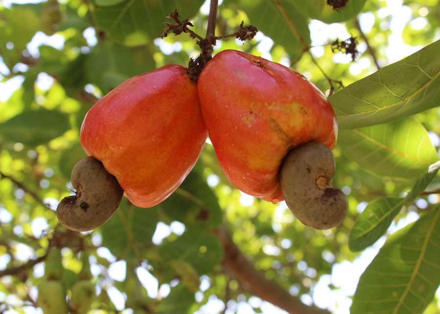 O elevado potencial produtivo é um destaque do clone, que registrou uma média de 2,7 mil quilos por hectare (kg/ha) de castanha do sexto ao nono ano de produção; Foto:&nbsp;Ricardo Moura