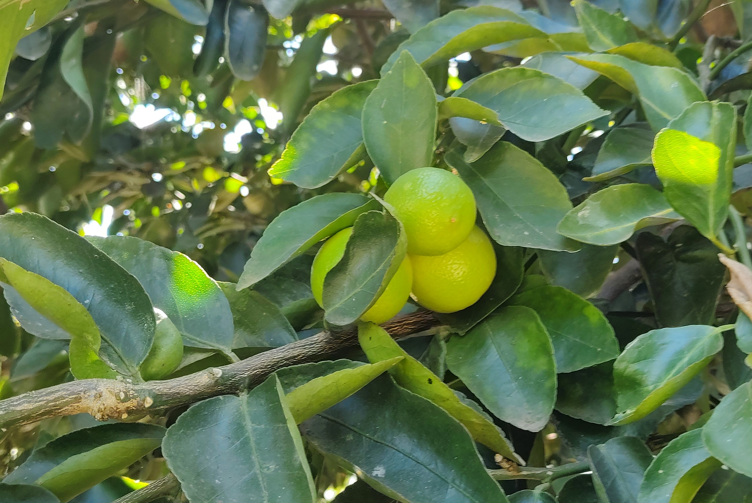 Cientistas selecionam porta-enxertos adaptados às condições do estado e com boa produtividade. - Foto: Divulgação