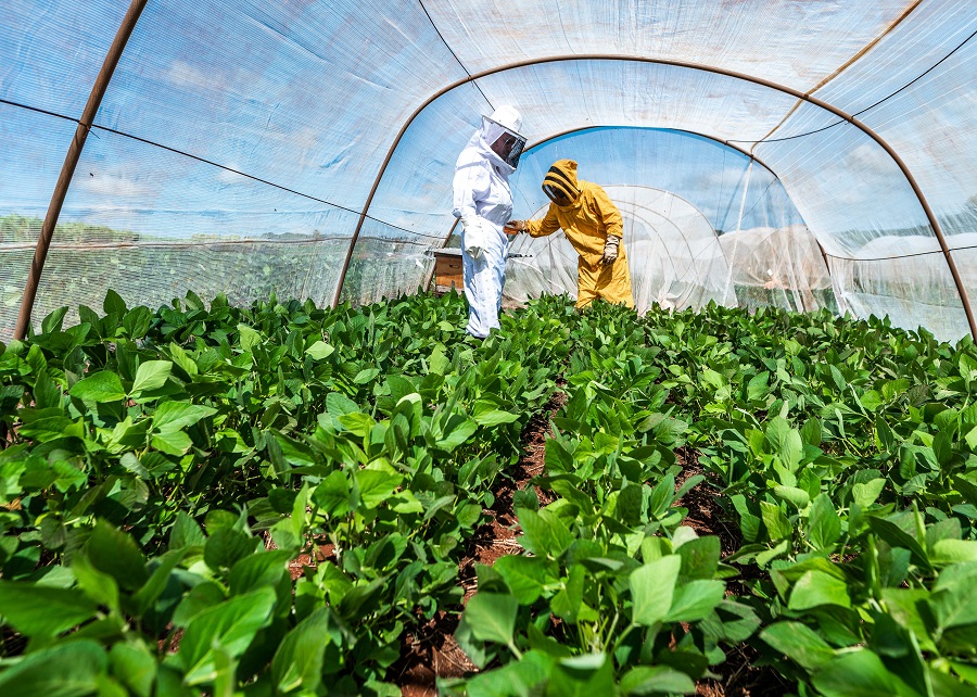 Experimento em que abelhas tiveram livre acesso à soja confirma aumento de produtividade - Foto: A. Neto