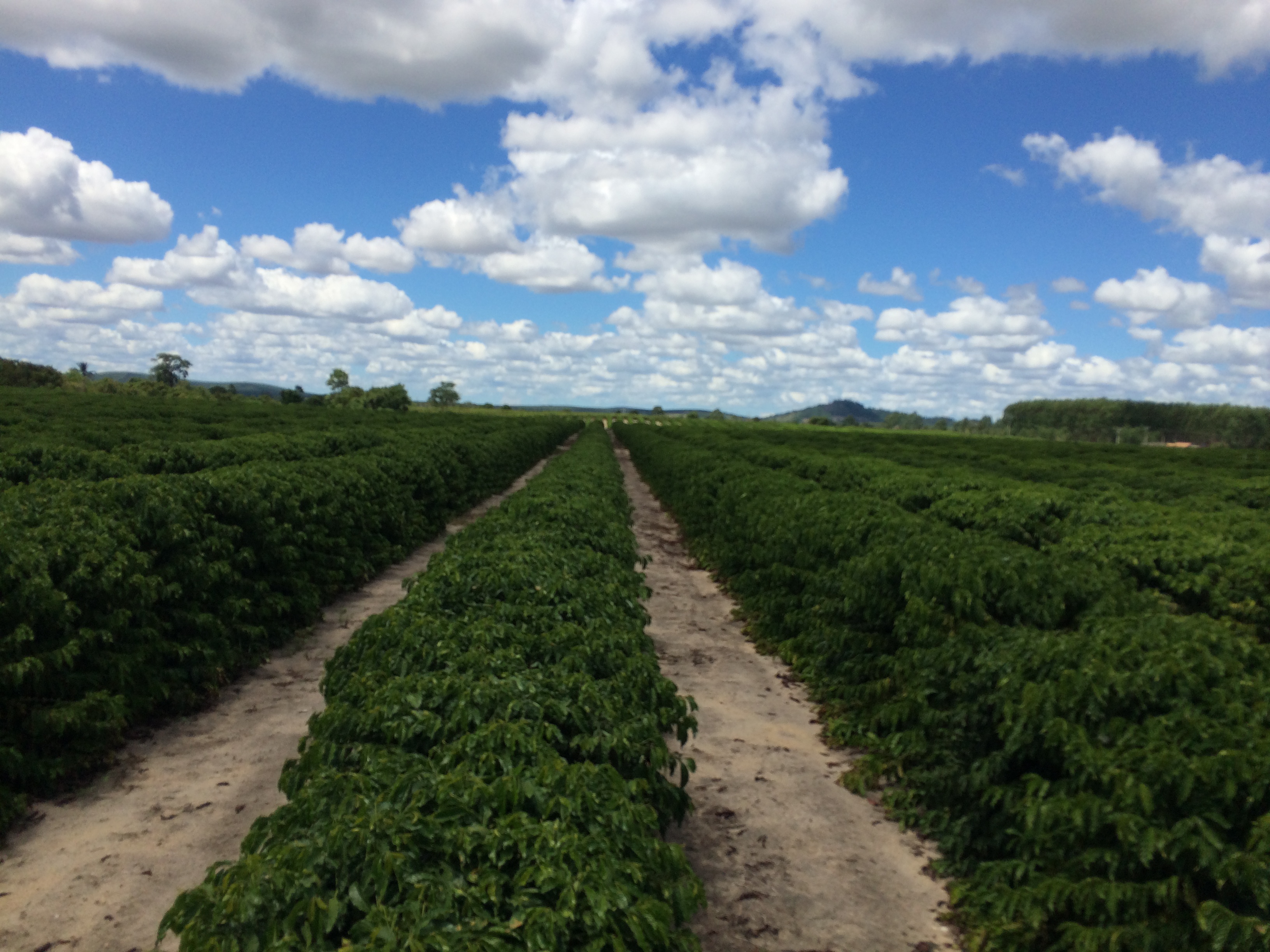 Irrigação com nitrogênio em produção de café conilon - Revista