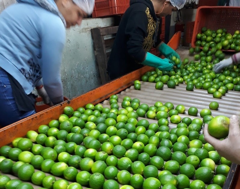 Do dia 4 ao dia 8, uma série de atividades foram desenvolvidas na Região de Catanduva, região essa que é a maior exportadora do país. - Foto: Divulgação&nbsp;