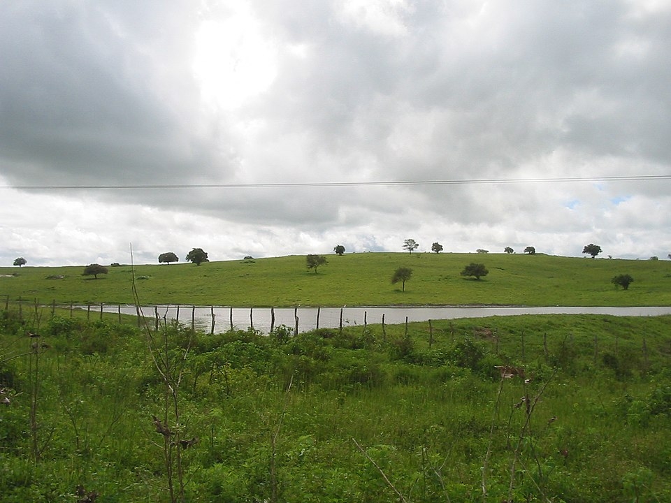 Projeto desenvolvido no Centro de Pesquisa para Inovação em Gases de Efeito Estufa pretende identificar as melhores alternativas para recuperar milhões de hectares de pastagens degradadas e calcular como isso pode ajudar o país a cumprir as metas climáticas. - Foto:&nbsp;Agência FAPESP