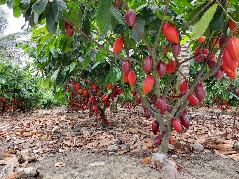 Cacau no Sul da Bahia. - Foto: Divulgação/Ceplac