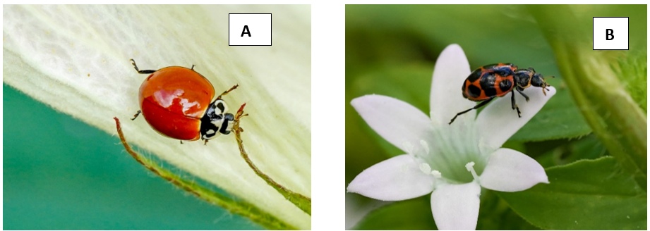 Figura 8 – (A) Cycloneda sanguínea; (B) Coleomegilla maculate