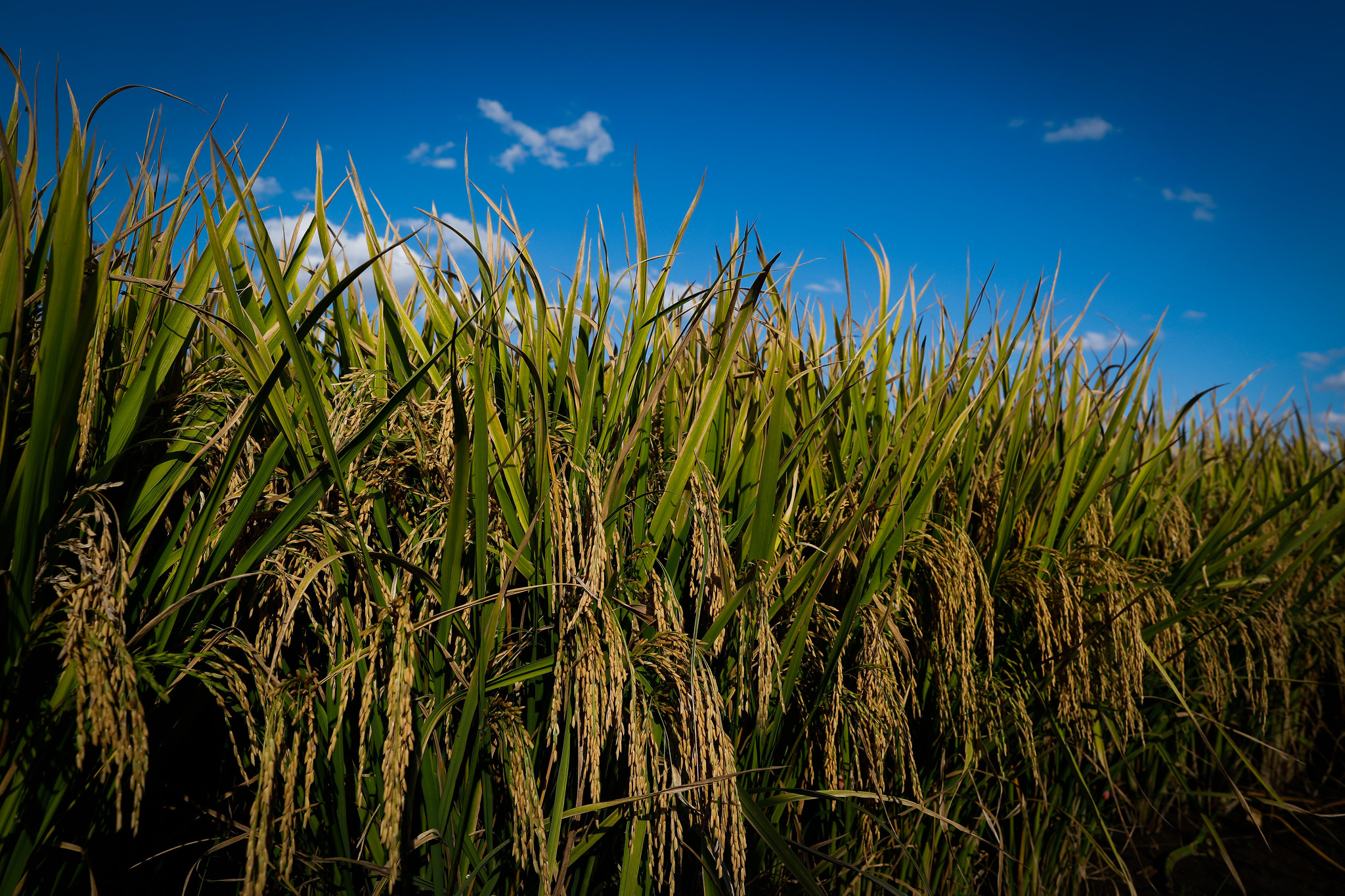 Estimativa do Irga aponta uma redução de 7,8% em relação à safra passada devido a influência do fenômeno climático La Niña; Foto: Wenderson Araujo/CNA