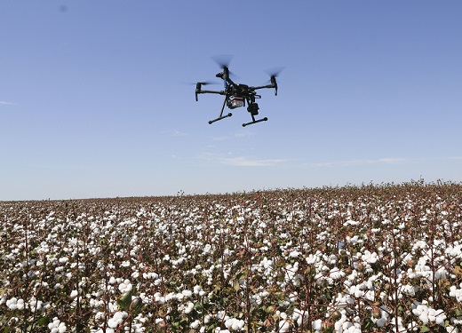 Drones fizeram parte das ferramentas de agricultura de precisão utilizadas na pesquisa para avaliar a aplicação de taxas variadas de insumos na produção de algodão em Mato Grosso. - Foto: Ricardo Inamasu