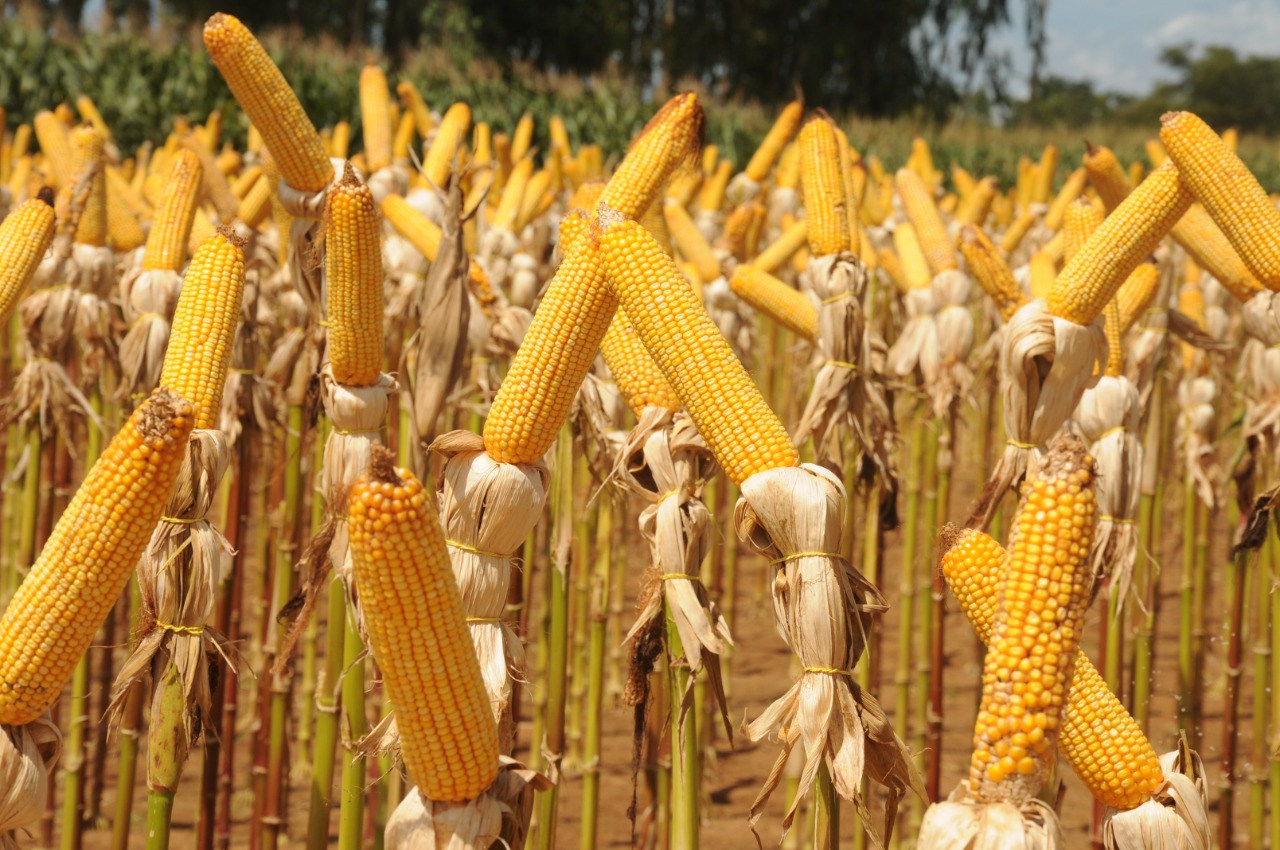 Tocantins já ultrapassou os 322 mil hectares de milho na safra atual e a produção deve chegar a mais de 1,5 milhão de toneladas. - Foto: Luciano Ribeiro/Governo do Tocantins