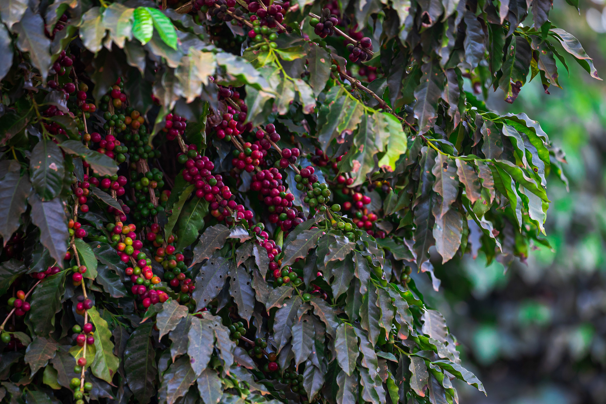 No geral, as precipitações estão auxiliando no crescimento vegetativo dos cafezais e no enchimento dos grãos, mas, em MG, alto volume começa a preocupar. - Foto: Wenderson Araujo/CNA&nbsp;