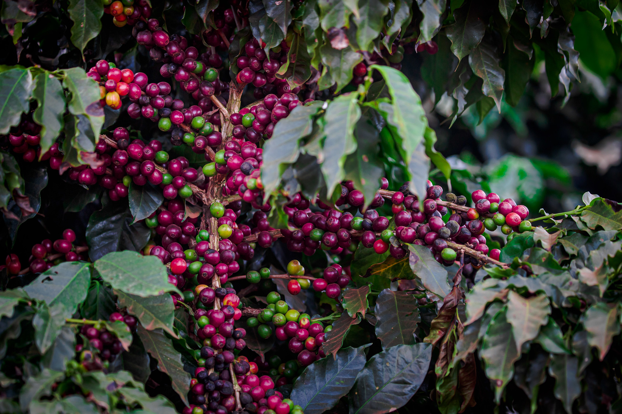 Doença é causada pelo fungo Hemileia vastatrix e de grande impacto na cafeicultura no Brasil e no mundo. - Foto: Wenderson Araujo/CNA