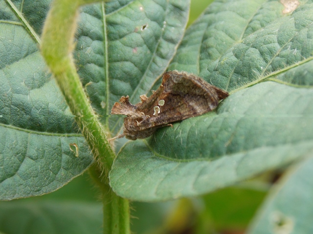 Mariposa da lagarta falsa-medideira (Chrysodeixis includens)