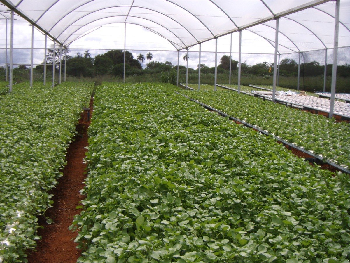 Período marcado por pouca chuva, menor incidência de luz e com maiores riscos de geadas requer atenção, por isso, é importante os agricultores principalmente de hortaliças, frutas, leguminosas e ornamentais se atentarem a importância do cultivo protegido. - Foto: Divulgação&nbsp;