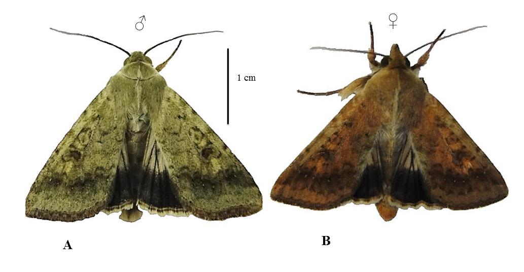 Figura 4. Adultos de Helicoverpa armigera. Macho (A) e Fêmea (B)