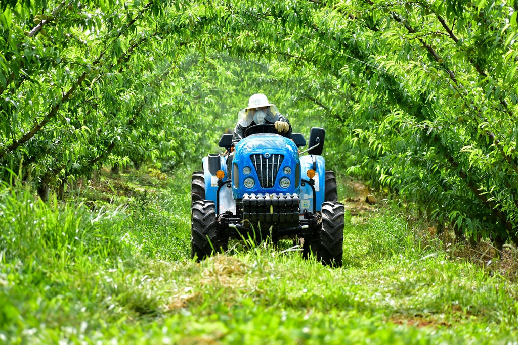 Vineyards and peach orchards require mechanization vehicles adapted to working conditions in limited space