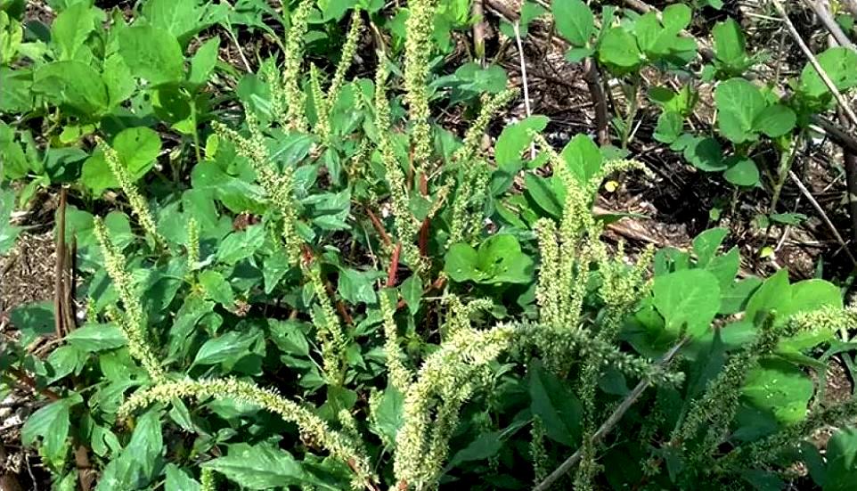 Quando infesta as lavouras, Amaranthus pode avançar rápido e comprometer a produtividade de culturas como soja, algodão e milho&nbsp;