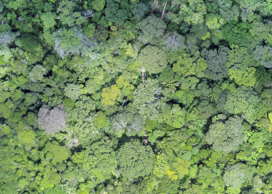 Modeflora usa drones e inteligência artificial para indicar árvores que necessitam ser cortadas e monitora a atividade; Foto: Evandro Orfanó