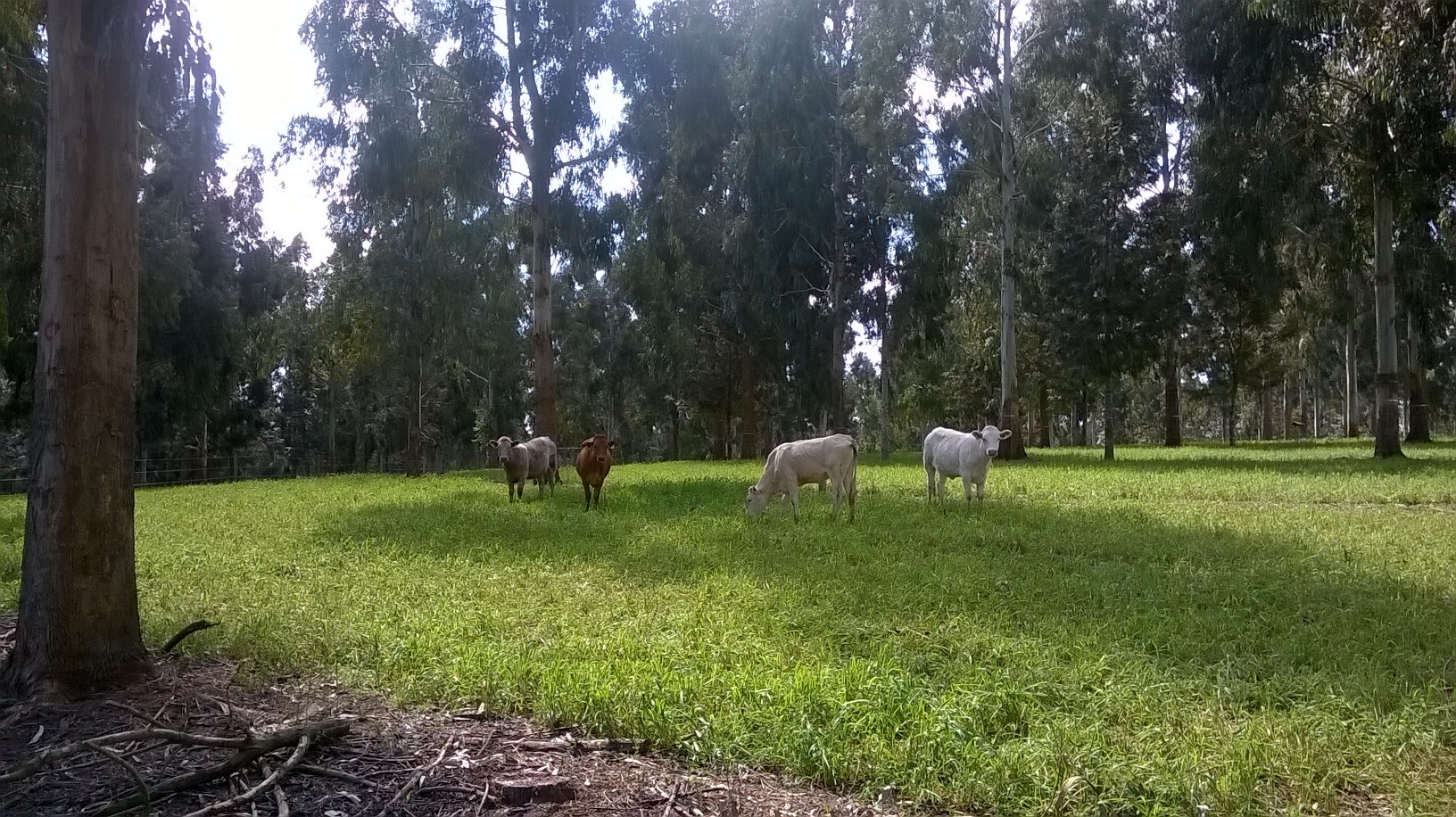 A intensificação da produção através de Sipas pode tornar o solo supressivo a doenças que causam o tombamento de plantas