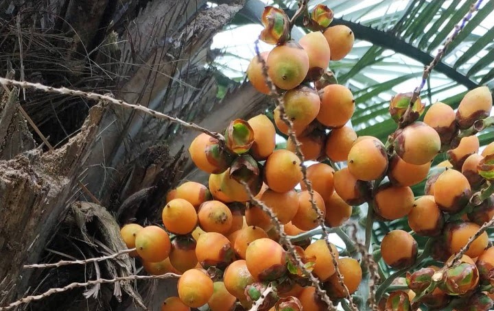 Através de técnica inovadora e de uma câmara de germinação será possível obter novas mudas da fruta em até 45 dias. - Foto: Divulgação