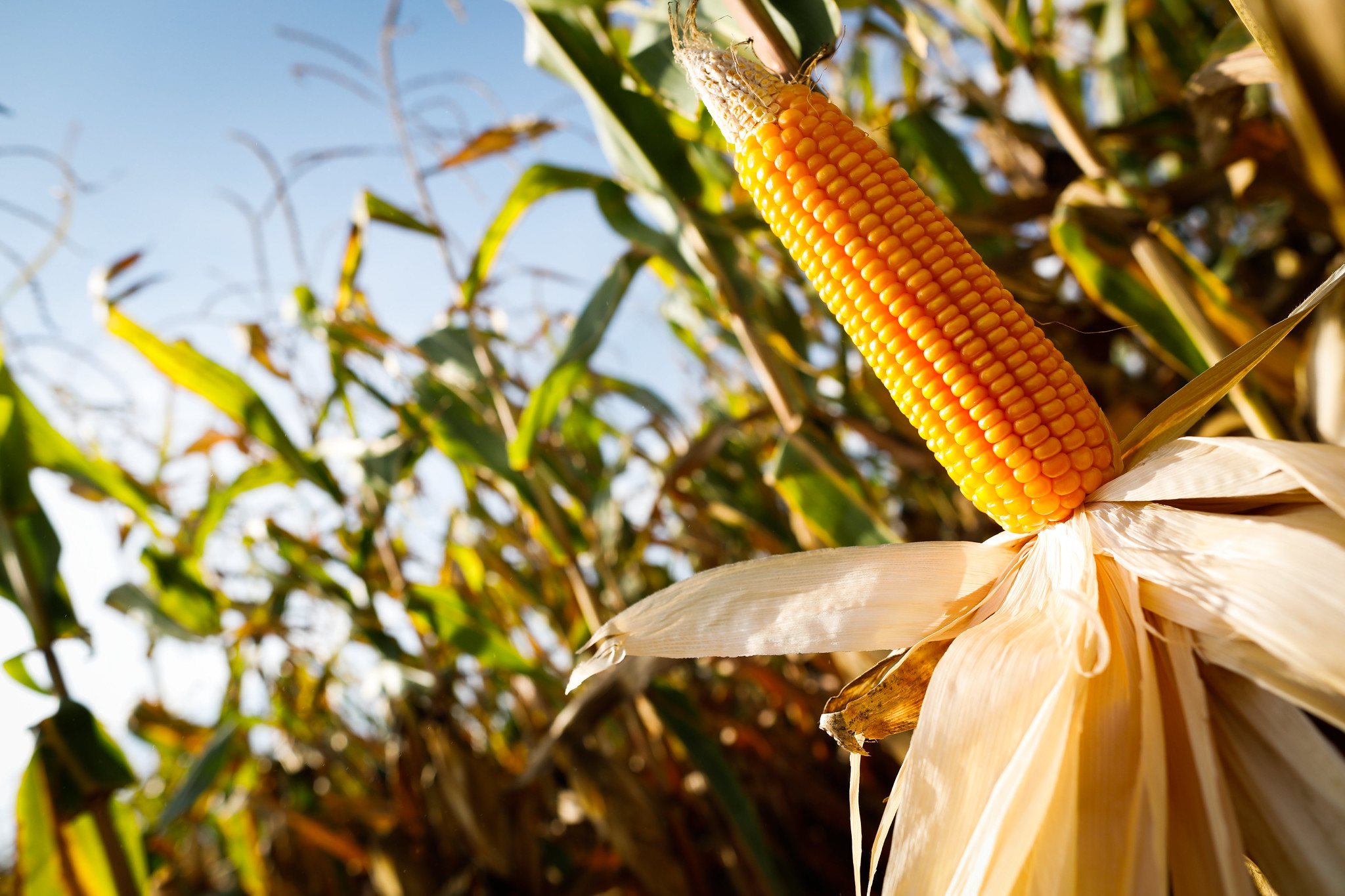 A Rússia representa cerca de 20% do total de fertilizantes importados pelo Brasil. - Foto: Wenderson Araujo/CNA