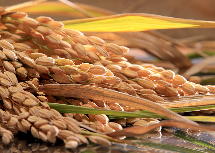 Arroz pode substituir milho na alimentação animal, com qualidade nutricional, e baratear custo da ração. - Foto: Paulo Lanzetta